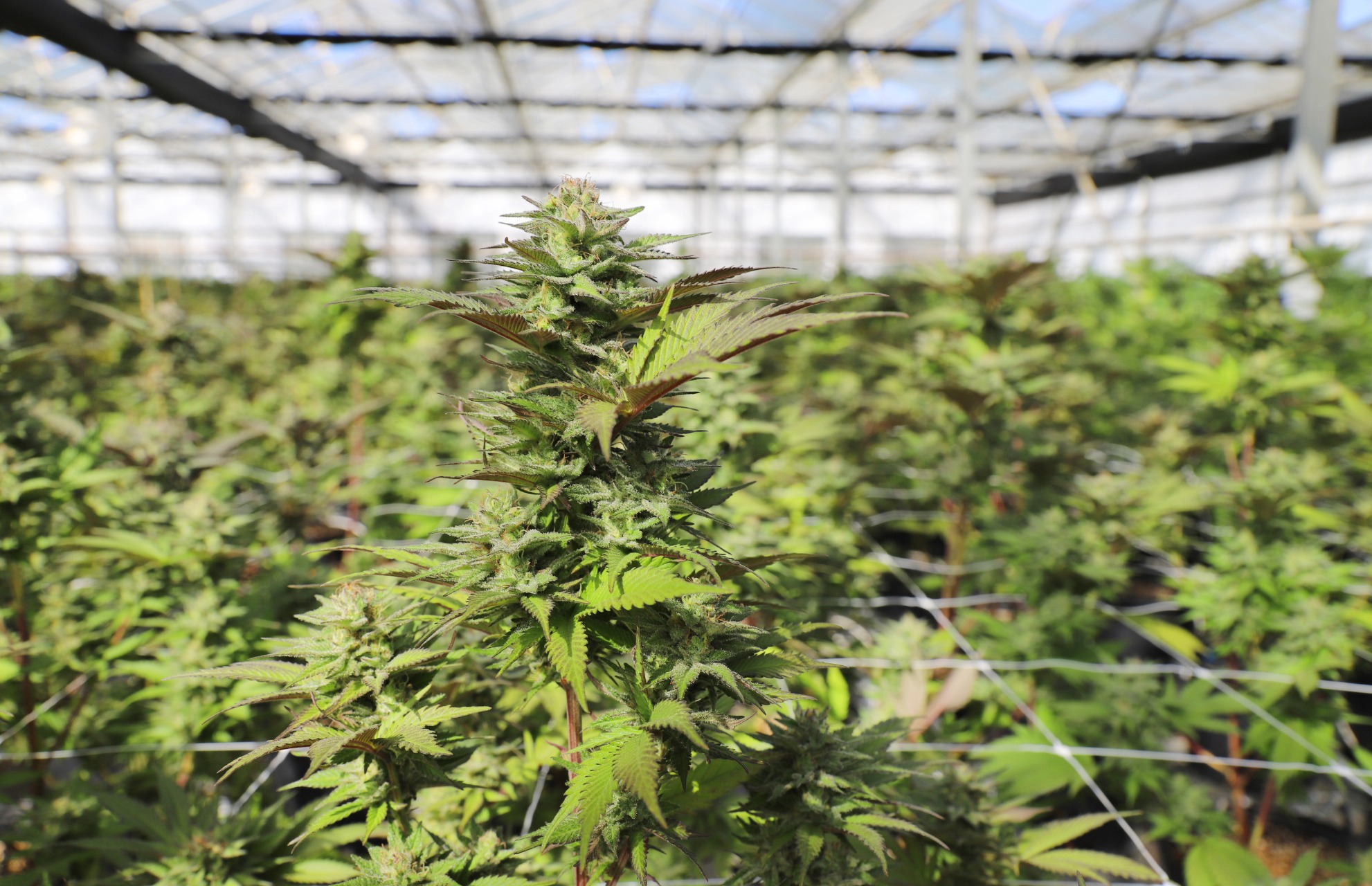 Cannabis plants in a greenhouse